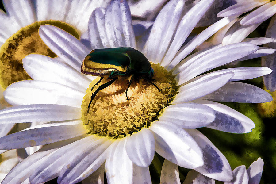 Beetle On A Daisy Digital Art by Photographic Art by Russel Ray Photos
