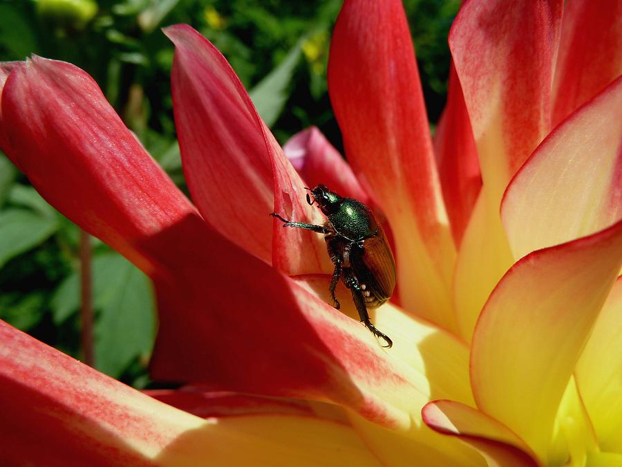 Flowers Still Life Photograph - Beetle on a Flower  by Morgan  Trevett