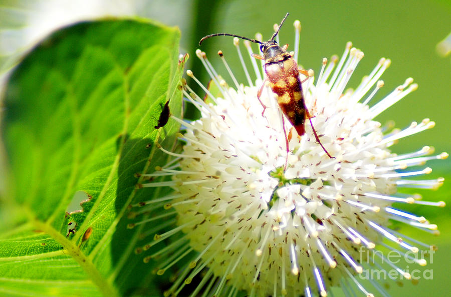 Insects Photograph - Beetle on Buttonbush by Optical Playground By MP Ray