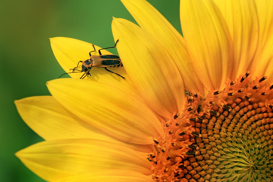 Beetle on Sunflower Photograph by Carolyn Derstine