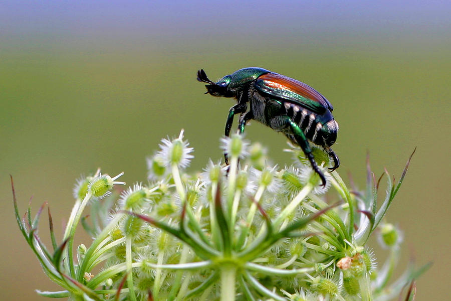 Beetle On Top Of The World Photograph by Gene Walls