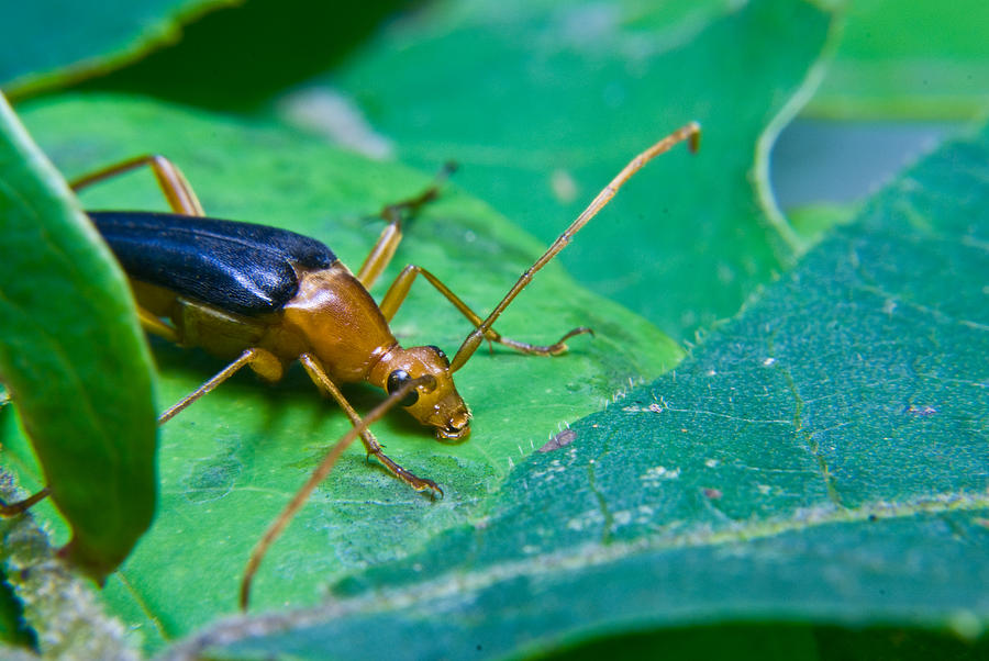 Insects Photograph - Beetle Sneeking Around by Douglas Barnett