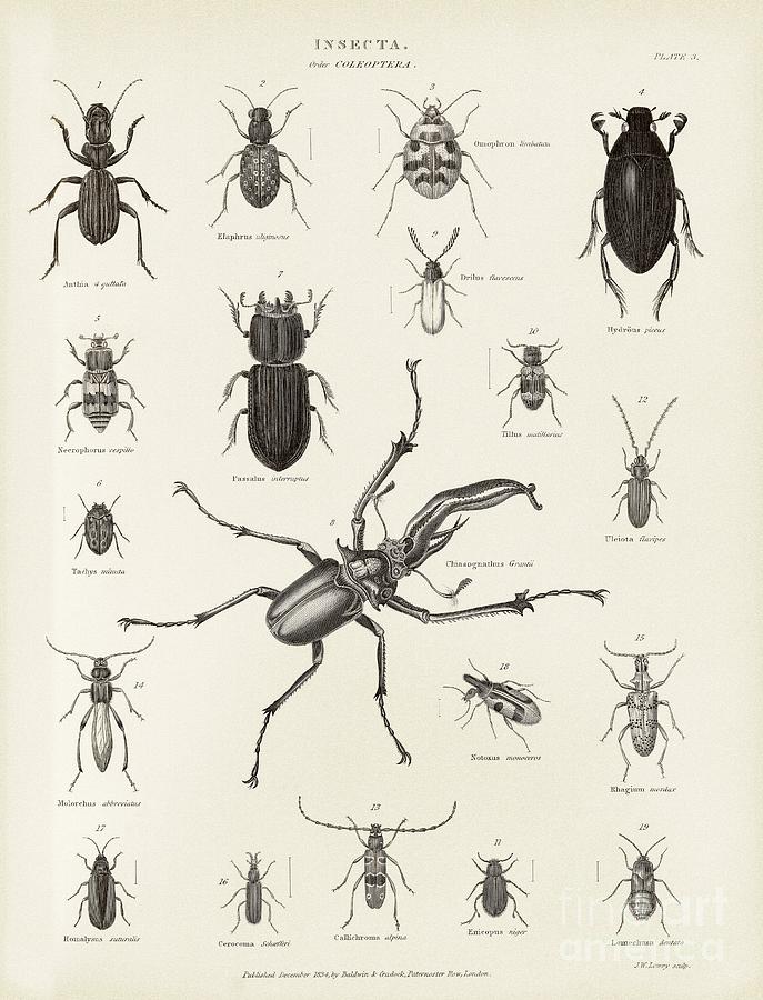 Beetles, 19th Century Photograph by Middle Temple Library