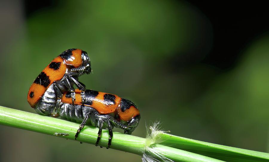 Nature Photograph - Beetles Mating by K Jayaram