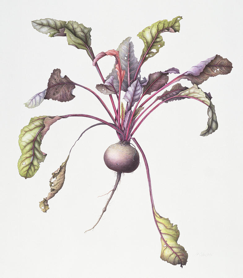 Beetroot Painting by Margaret Ann Eden