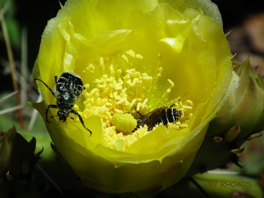 Pollinating Cacti Bloom Photograph by Robert Rhoads