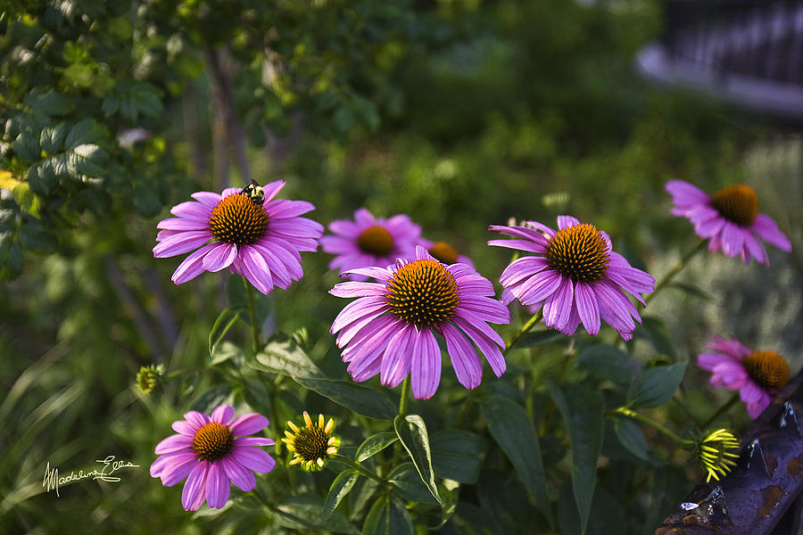 Beeutiful Flowers Photograph by Madeline Ellis