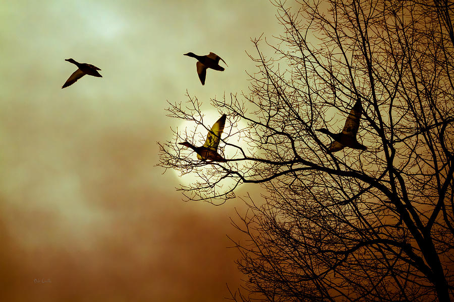 Duck Photograph - Before a Winter Sky by Bob Orsillo
