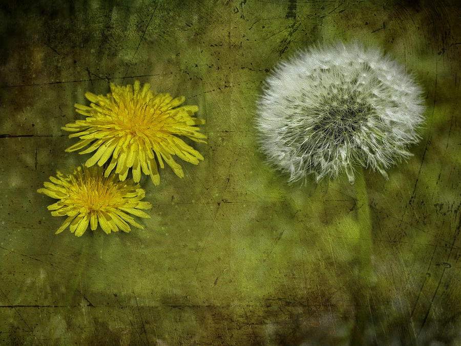 Before And After Dandelions Photograph By Diane Schuster