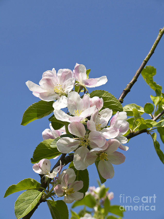 Blossom Before the Fruit Photograph by Brenda Kean