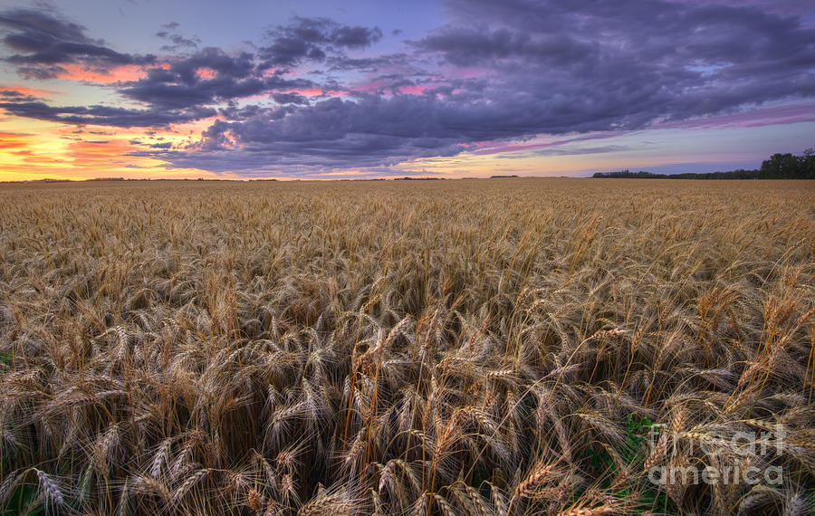 Before the Harvest Photograph by Dan Jurak