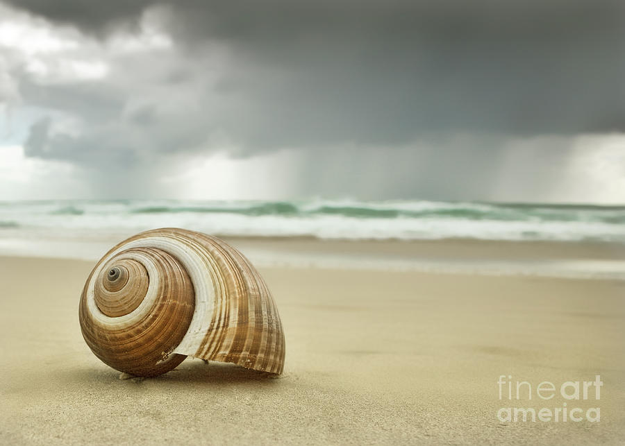 Shell Photograph - Before the Storm by Linda D Lester