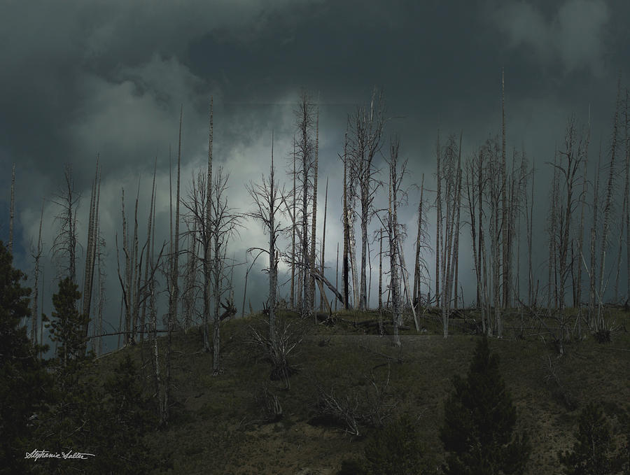 Before the Storm, Yellowstone N.P. Photograph by Stephanie Salter