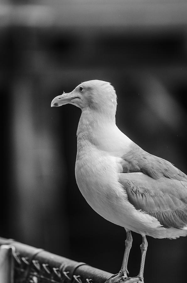 Beggar In Black And White Photograph by Chad Sedam - Fine Art America