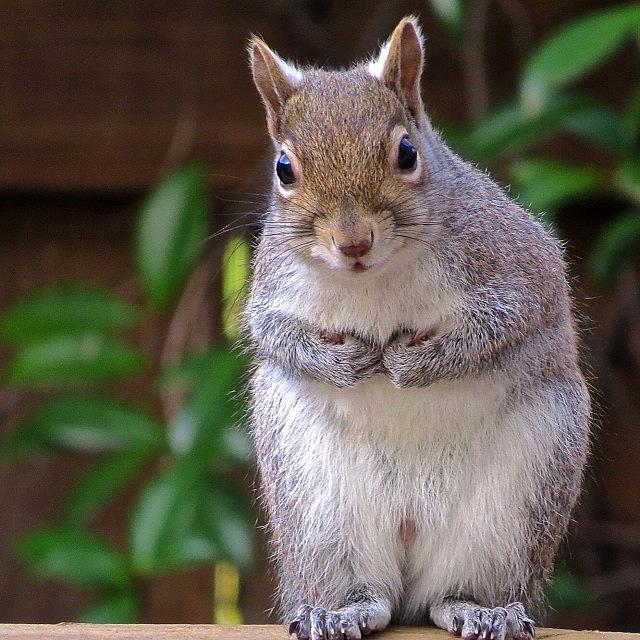 Begging For Nuts. #allisonplanet Photograph by Allison  Zapata