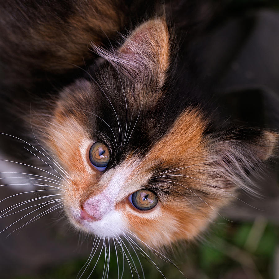 Cute Kitty Photograph by Jurgen Lorenzen
