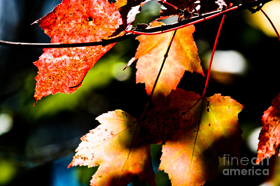 Beginning of Fall Photograph by Cheryl Baxter