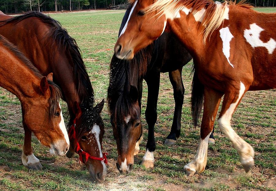 Horse Photograph - Horses eating oats by Cathy Harper