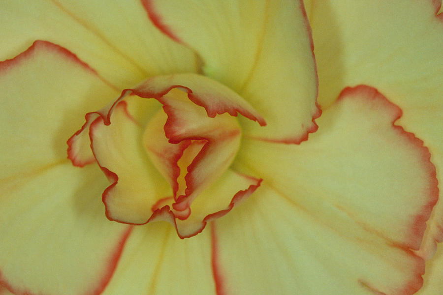 Begonia 4 Photograph by Andy Shomock
