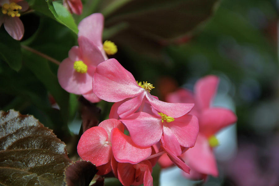 Begonia Beauty Photograph by Ed Riche
