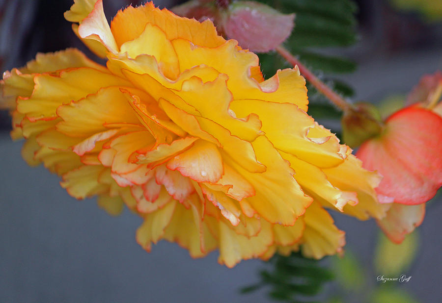 Begonia Beauty Photograph by Suzanne Gaff