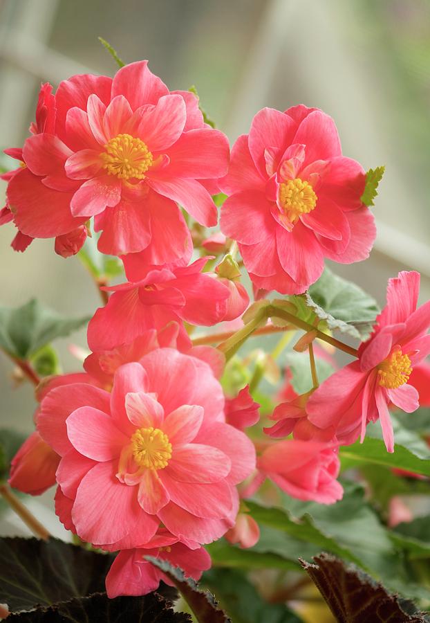 Begonia (begonia Tuberosa) Flower by Maria Mosolova/science Photo Library