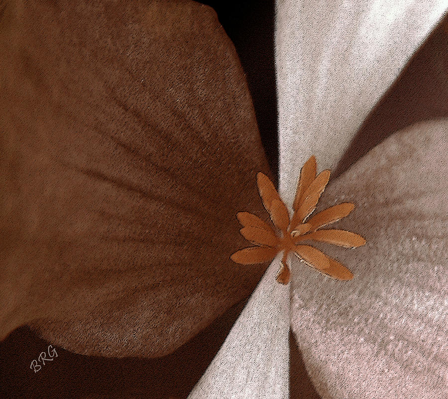 Begonia Photograph by Ben and Raisa Gertsberg