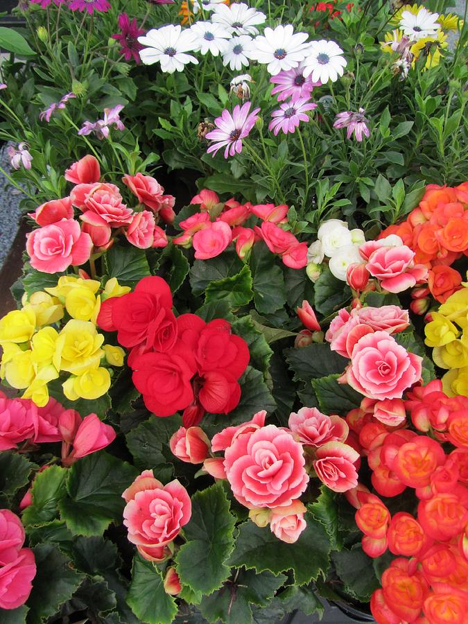 Begonia Bouquet Photograph by Jeannie Allerton - Fine Art America