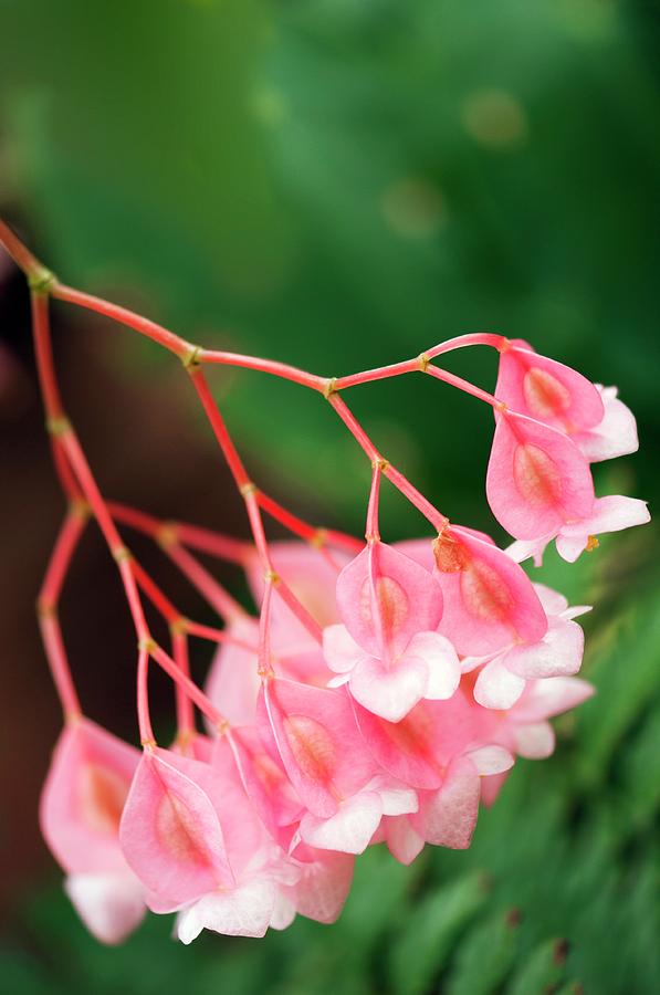 Begonia Corallina by Maria Mosolova