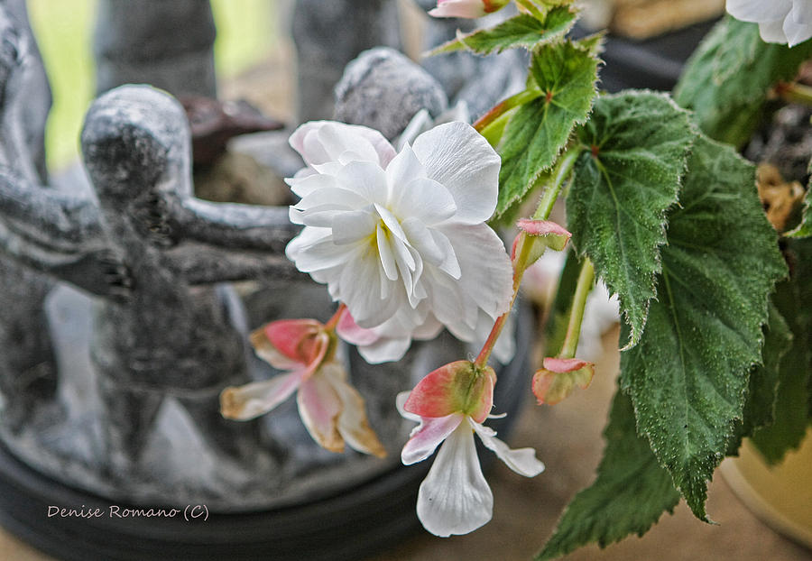 Begonia Photograph by Denise Romano