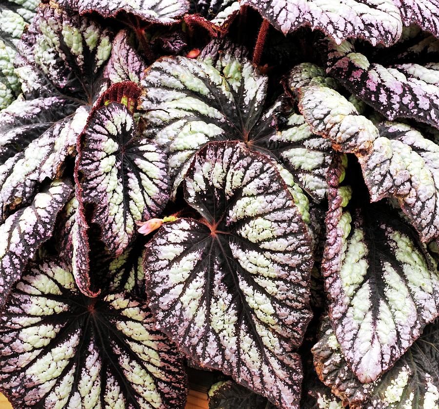 Begonia 'fireworks' Photograph by Anthony Cooper/science Photo Library ...