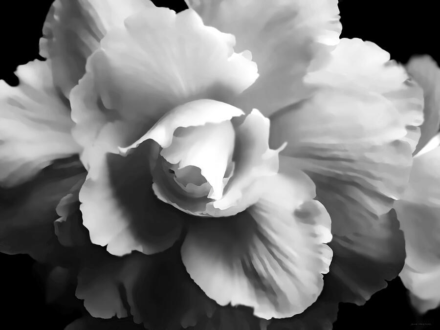 Black And White Photograph - Begonia Flower Monochrome by Jennie Marie Schell