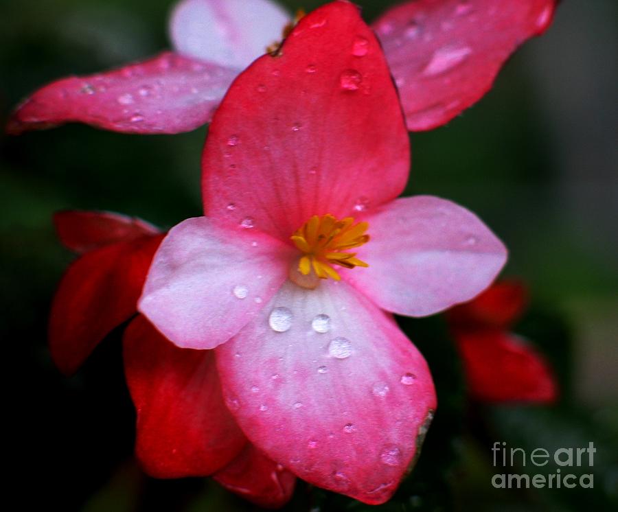 Begonia Photograph by Hazel Holland