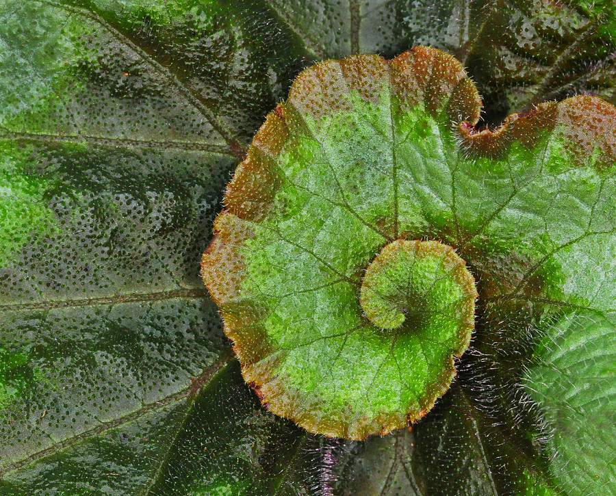 Begonia Leaf Photograph by Dave Mills