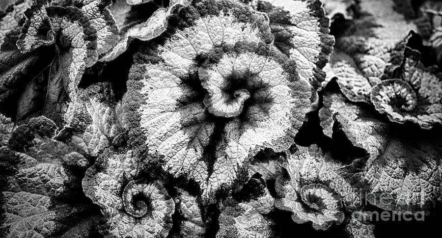 Begonia leaves in black and white Photograph by Simon Bratt