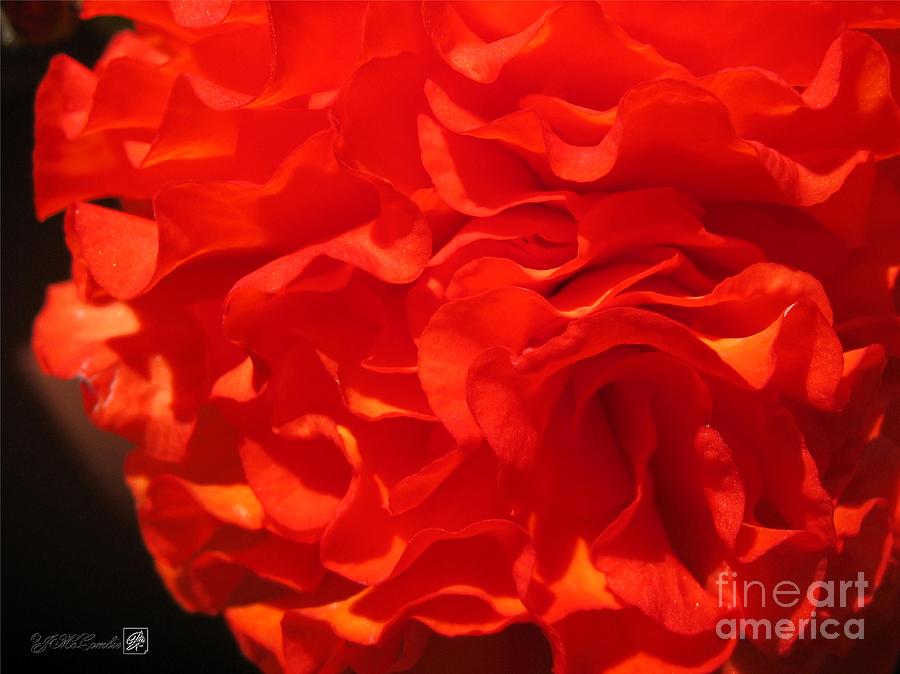 Nature Photograph - Begonia named NonStop Apricot by J McCombie