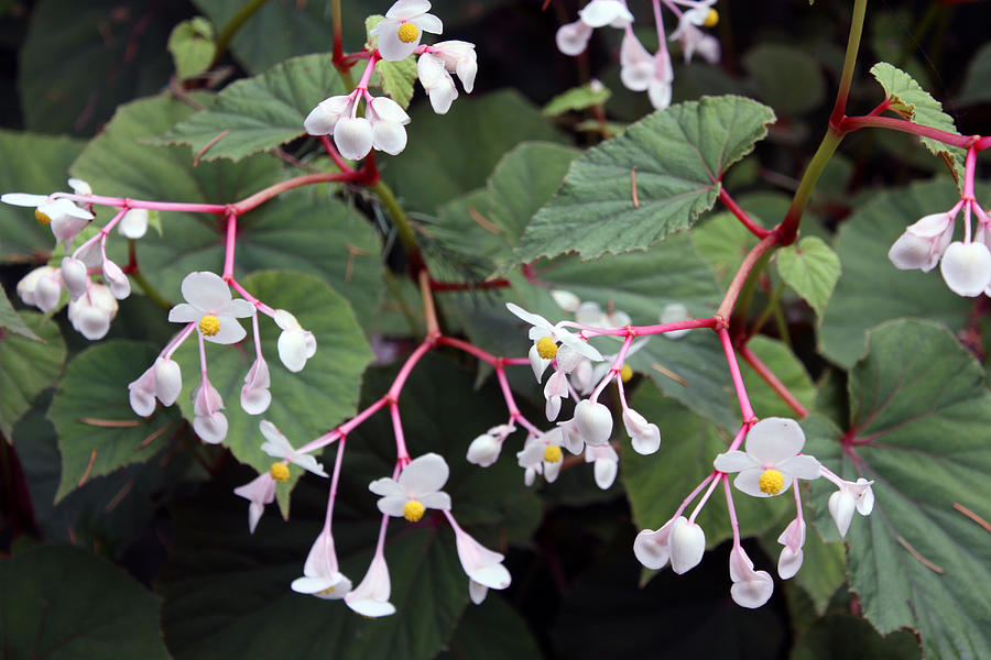 Begonia olsoniae Photograph by Gerry Bates