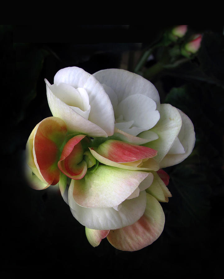 Begonia Petals Photograph by Jessica Jenney