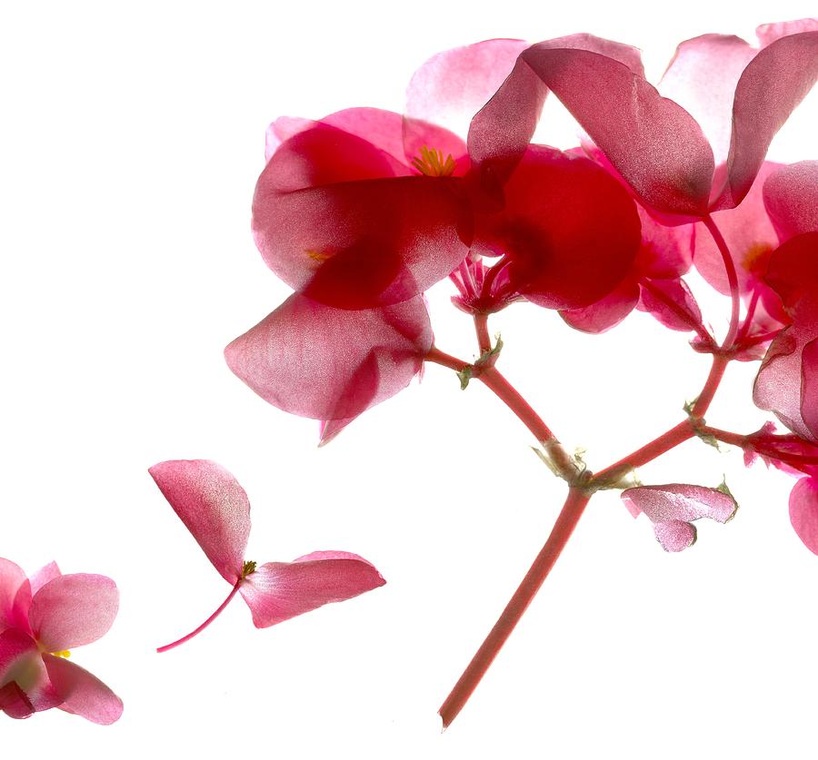 Begonia Pink VII Digital Art by Julia McLemore