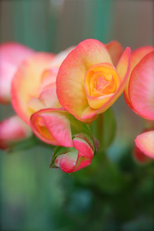 Begonia Pops Photograph by Tracy Male