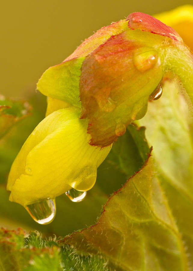 Begonia Raindrops  Photograph by Diane Fifield