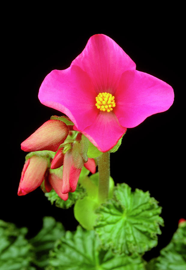 Begonia Socotrana Photograph by Royal Botanic Garden Edinburgh/science ...