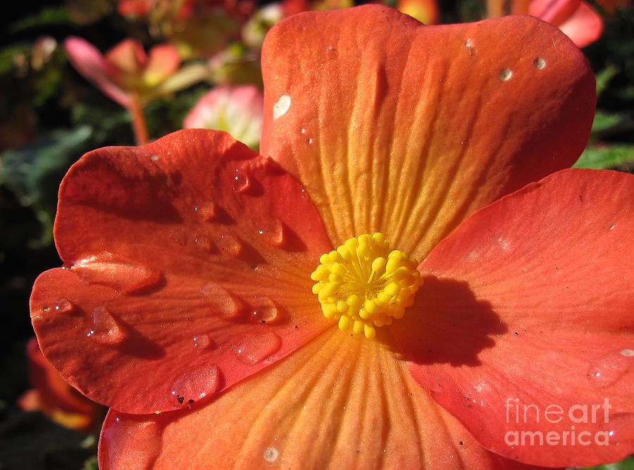 Flower Photograph - Begonia Tears by Csilla Florida
