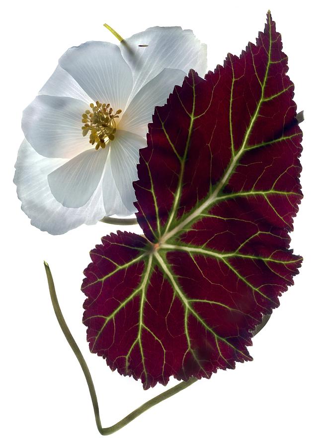 Begonia White Digital Art by Julia McLemore