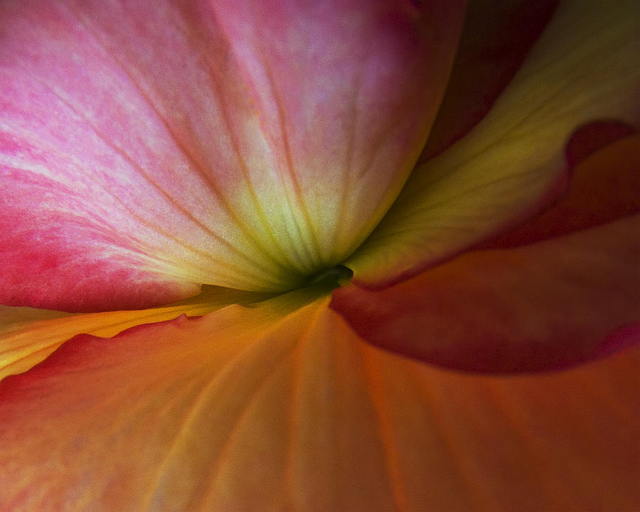 Flower Photograph - Begonias Palette by Lori Schneider