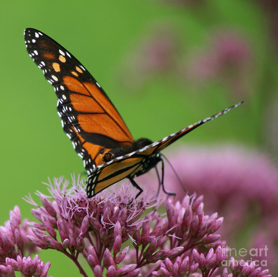 Butterfly Photograph - Behind Monarch by Neal Eslinger
