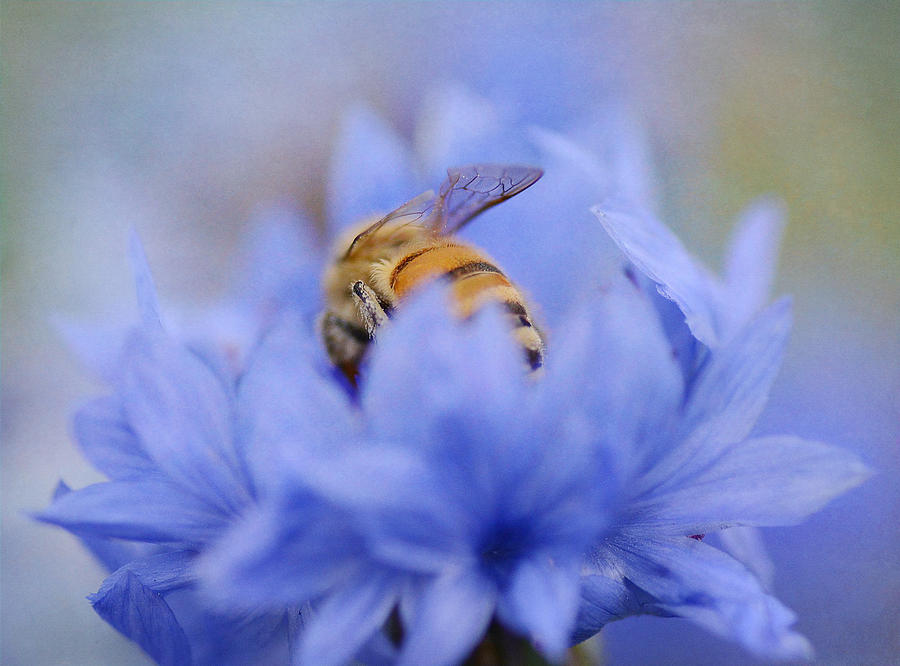 Nature Photograph - Behind The Bee by Fraida Gutovich