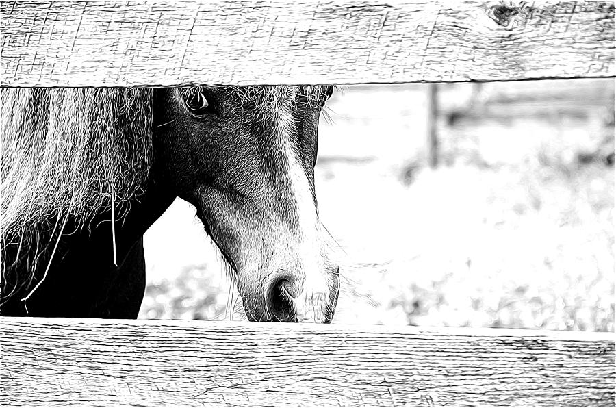 Behind the fence Photograph by Ricardo Dominguez