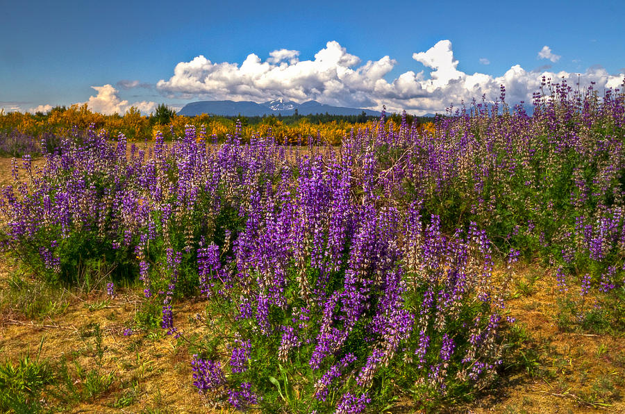 Behind the lupines  Photograph by Eti Reid