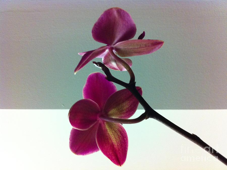 Behind the Orchid Photograph by Nona Kumah